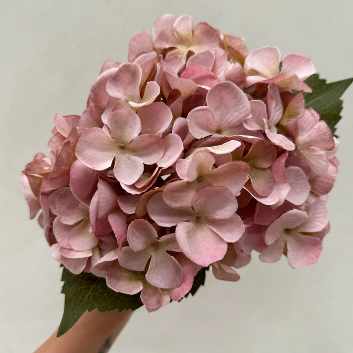 Hydrangea Dusty Pink