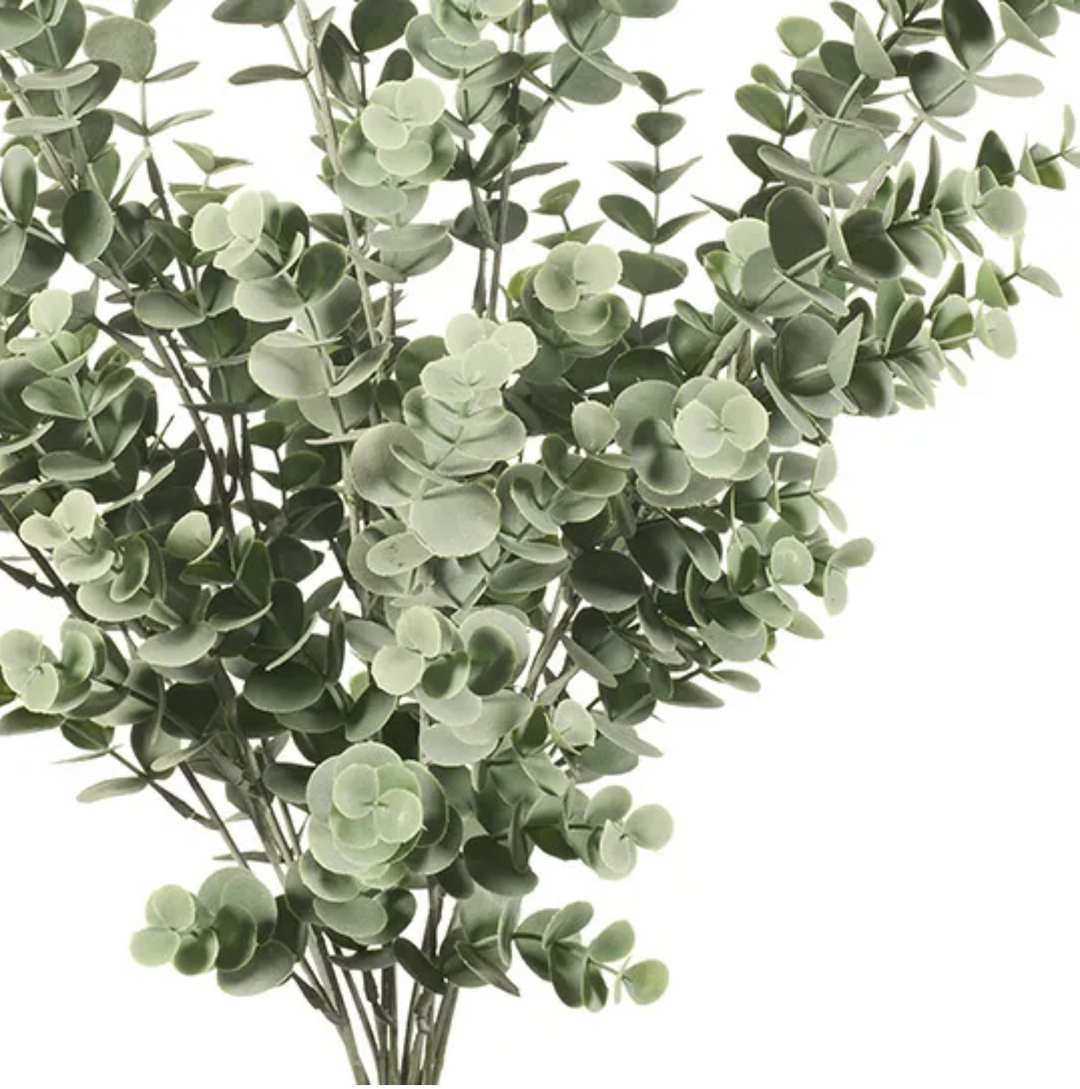 Eucalyptus Bush
