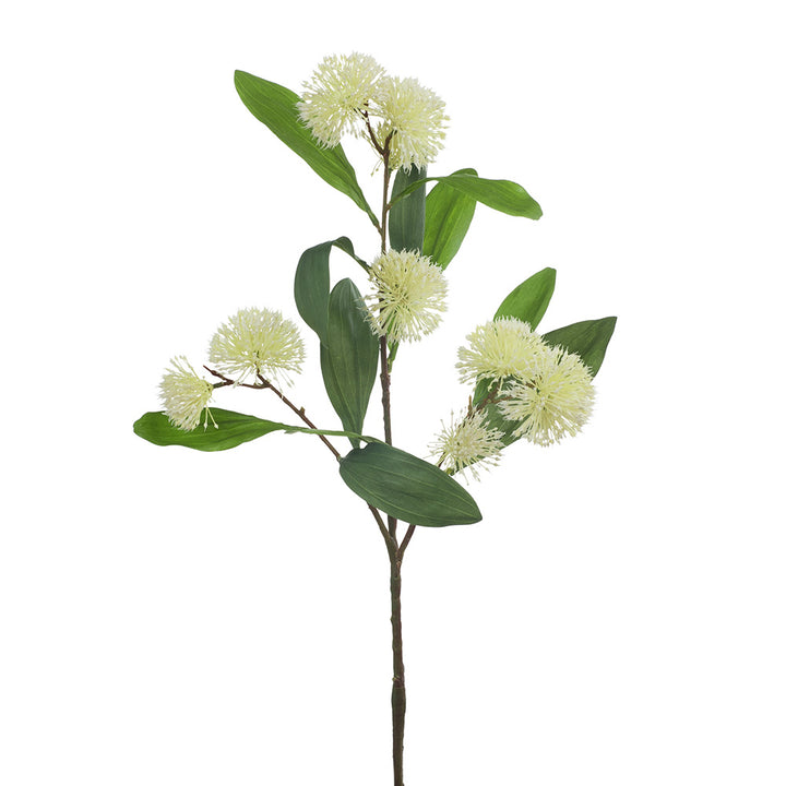 Sweet Gum Blossom