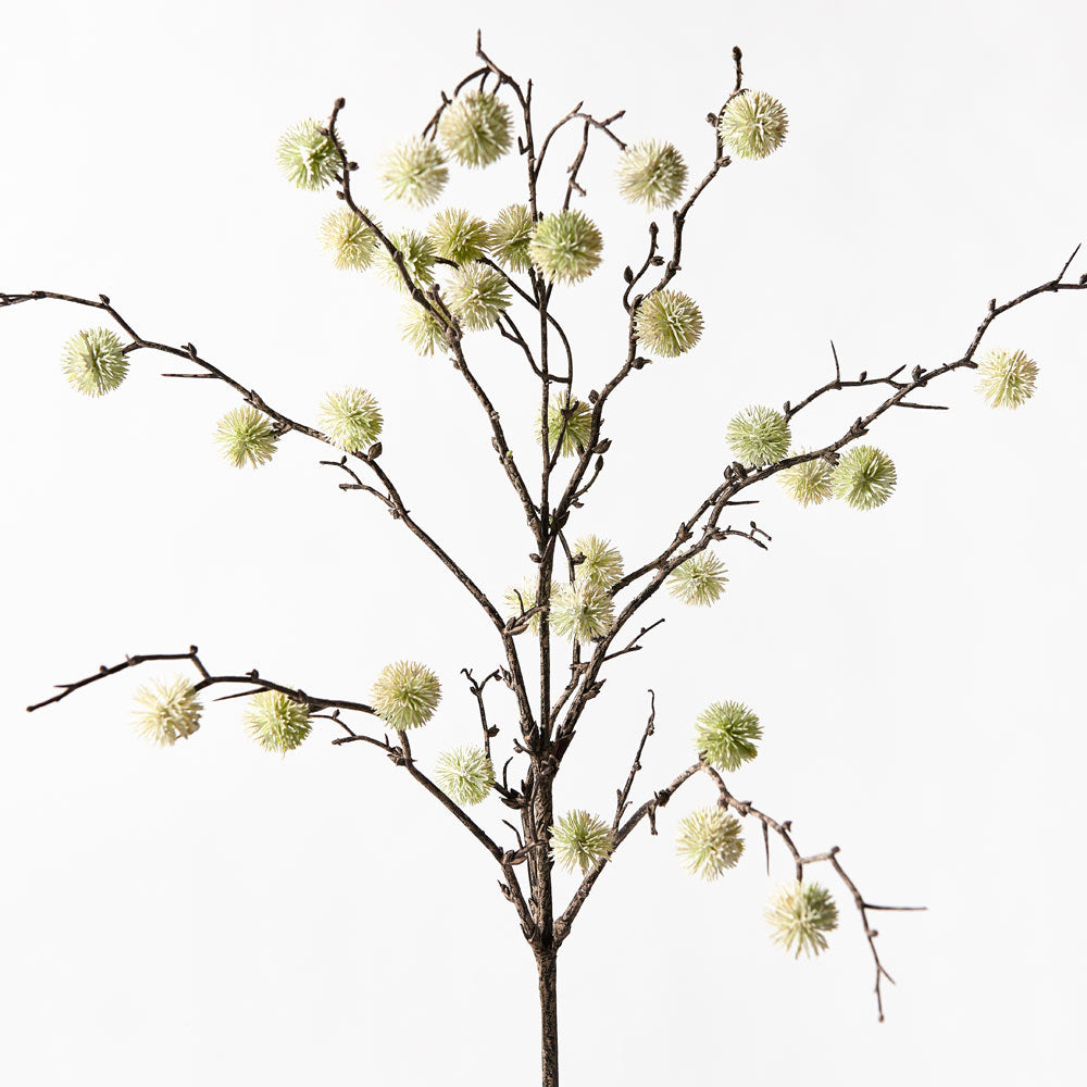 Sycamore Spray