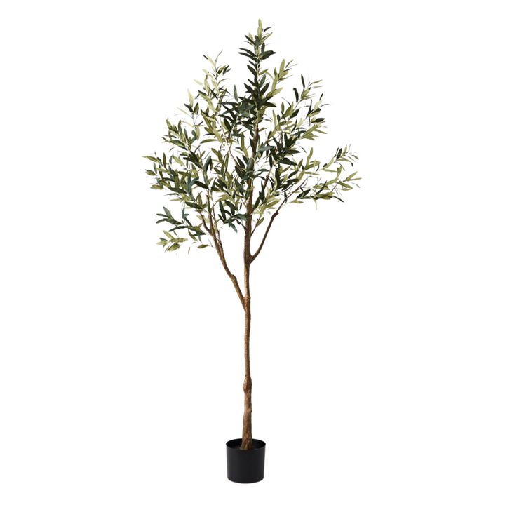 Olive Tree (w/o fruit)