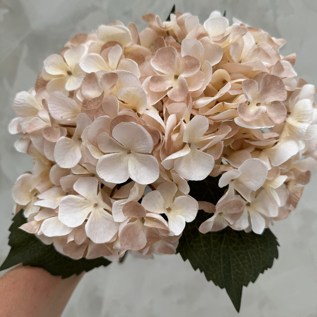 Hydrangea Cream Mauve