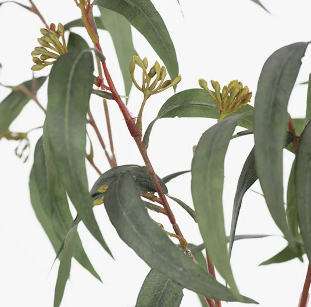 Eucalyptus Leaf & Seed