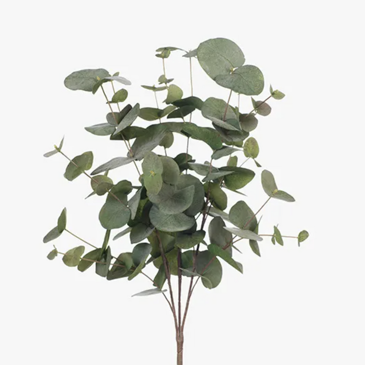 Eucalyptus Bush